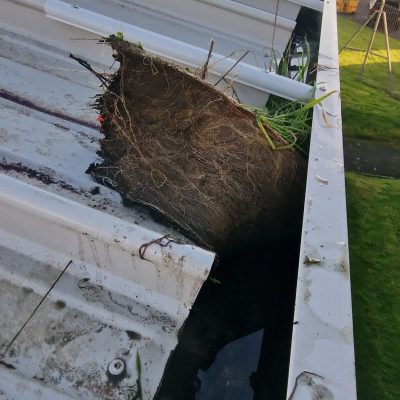 Gutter contains debris on property roof.